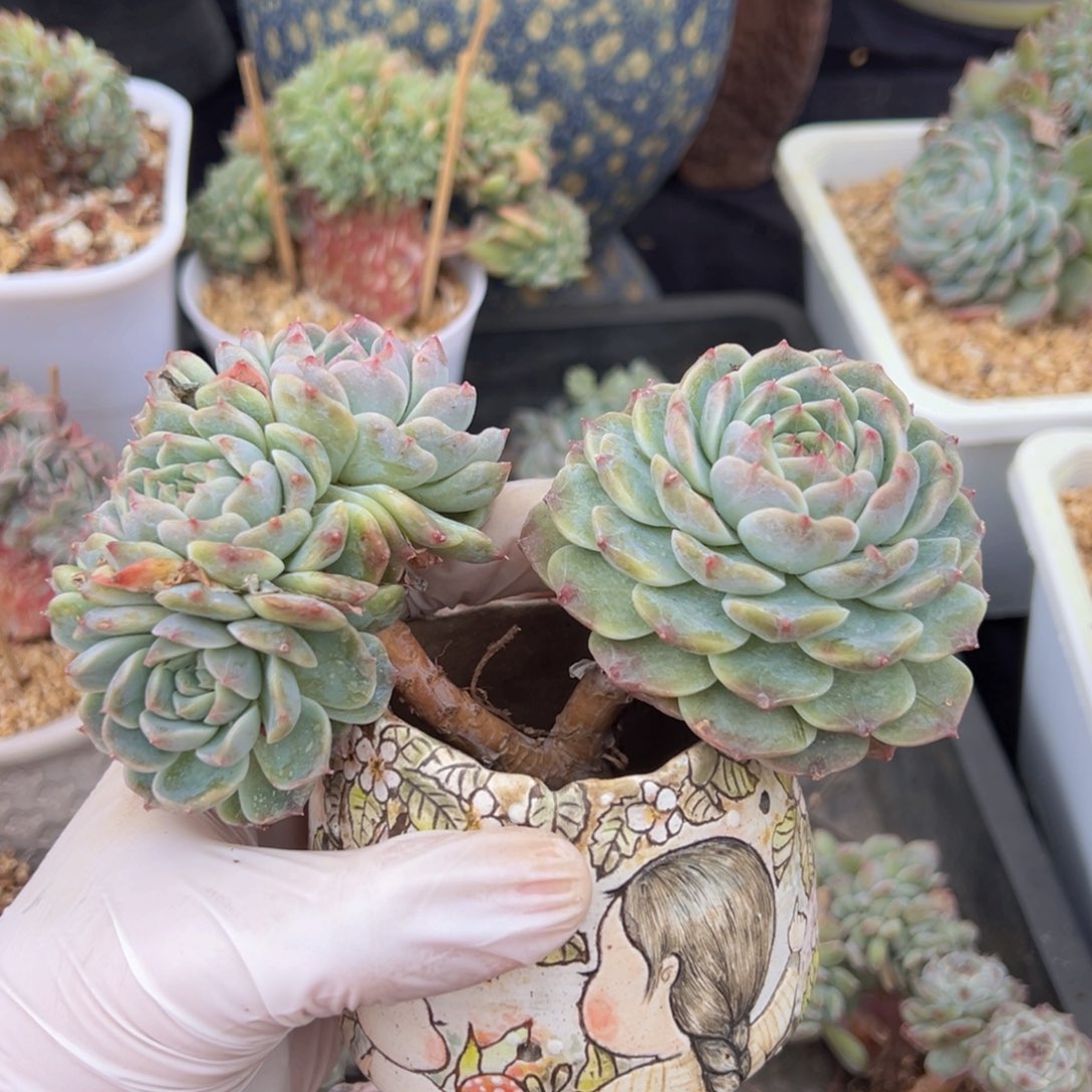 新年快乐 新年快乐 ，