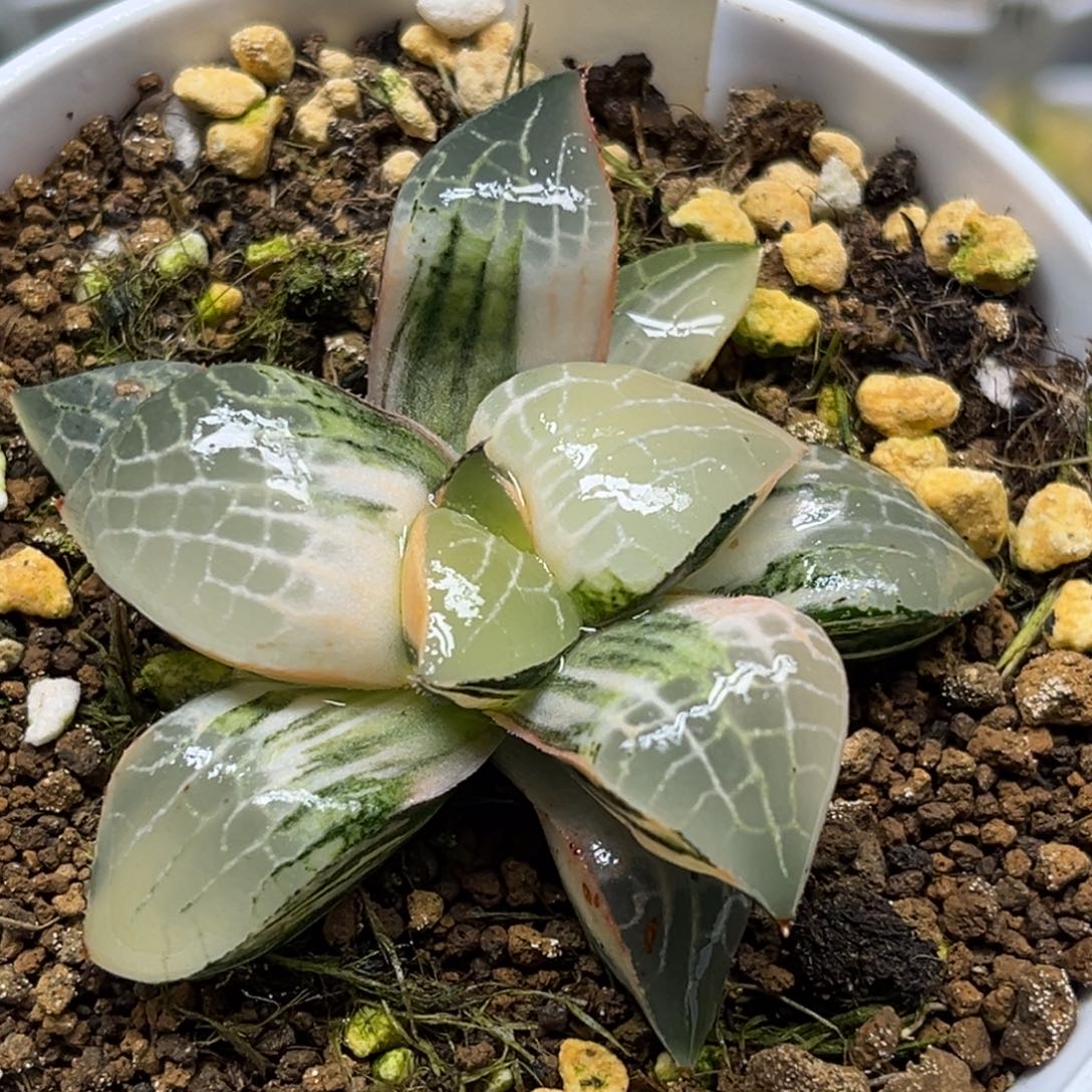 366水晶康平锦福利专场