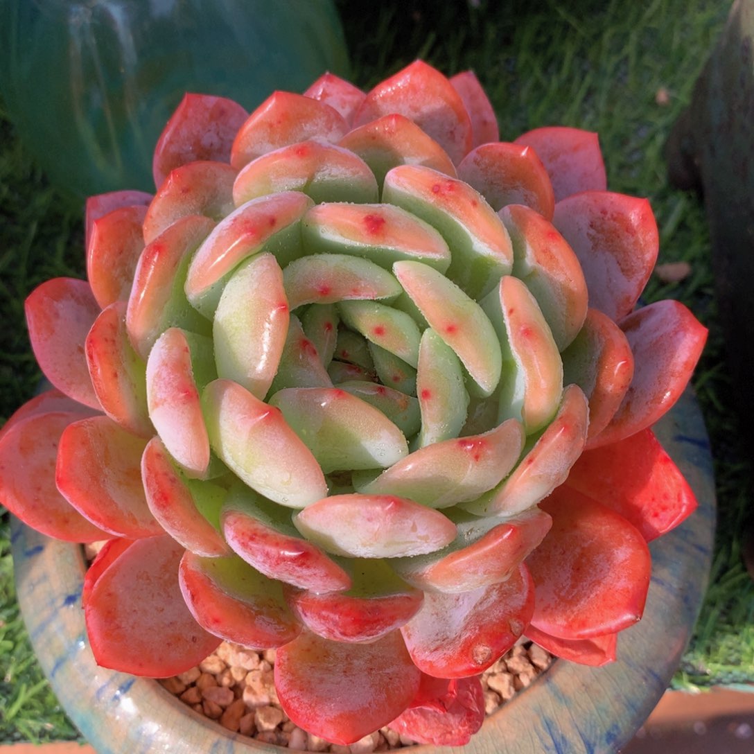 全明星12 公分一物一拍