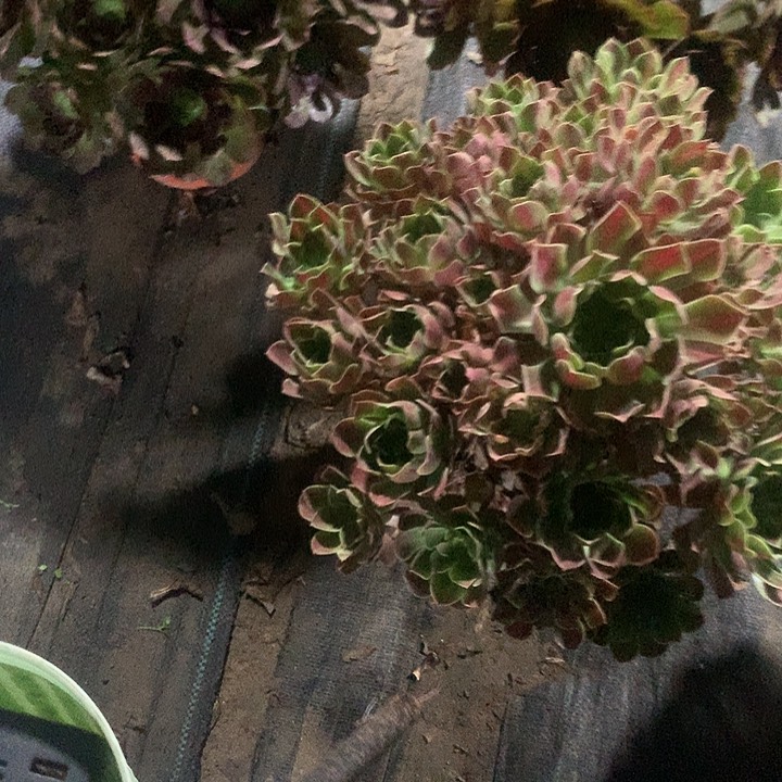 小**学多肉多肉多肉多肉77