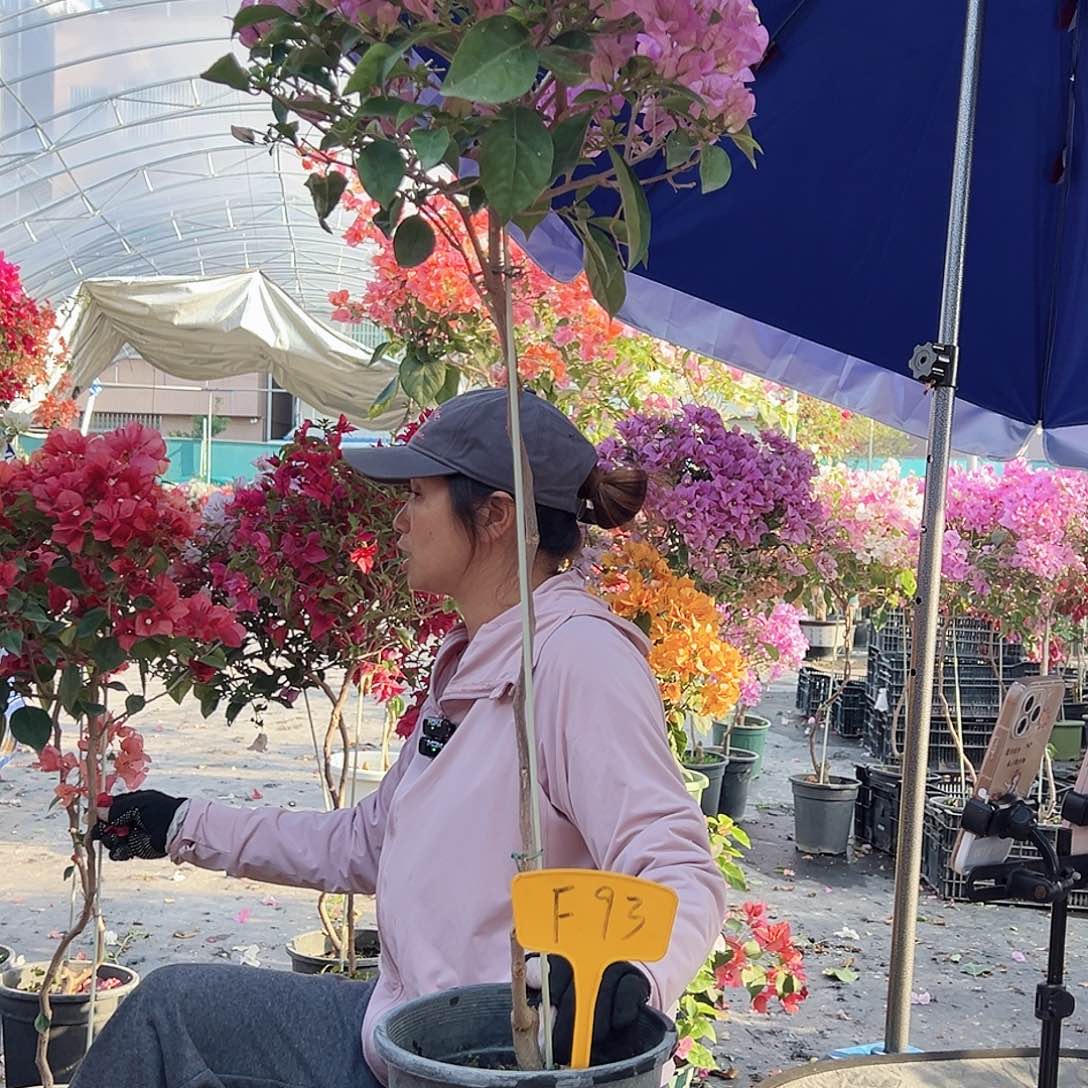 建***刚大部分花苞少量开放F93赛佛里