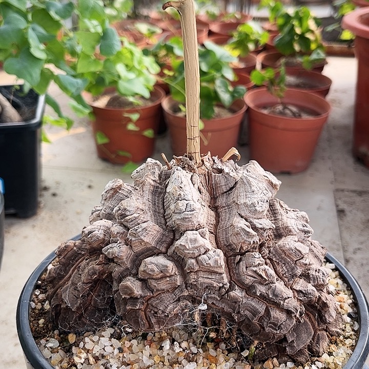 潮流植物精品大墨西哥龟