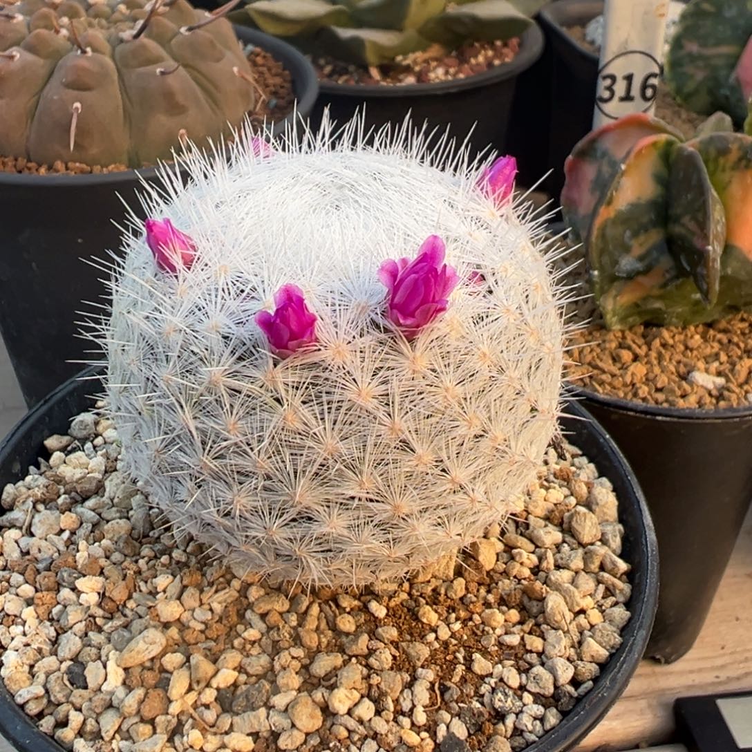 实生根立刺大春星多肉植物带盆土