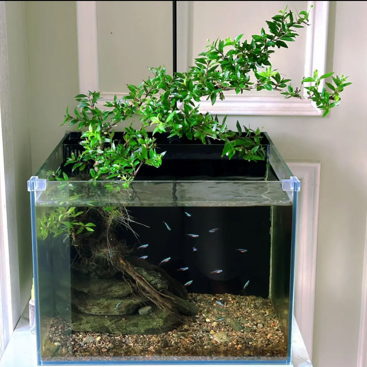 《一物一拍》水杨梅溪流缸鱼缸造景