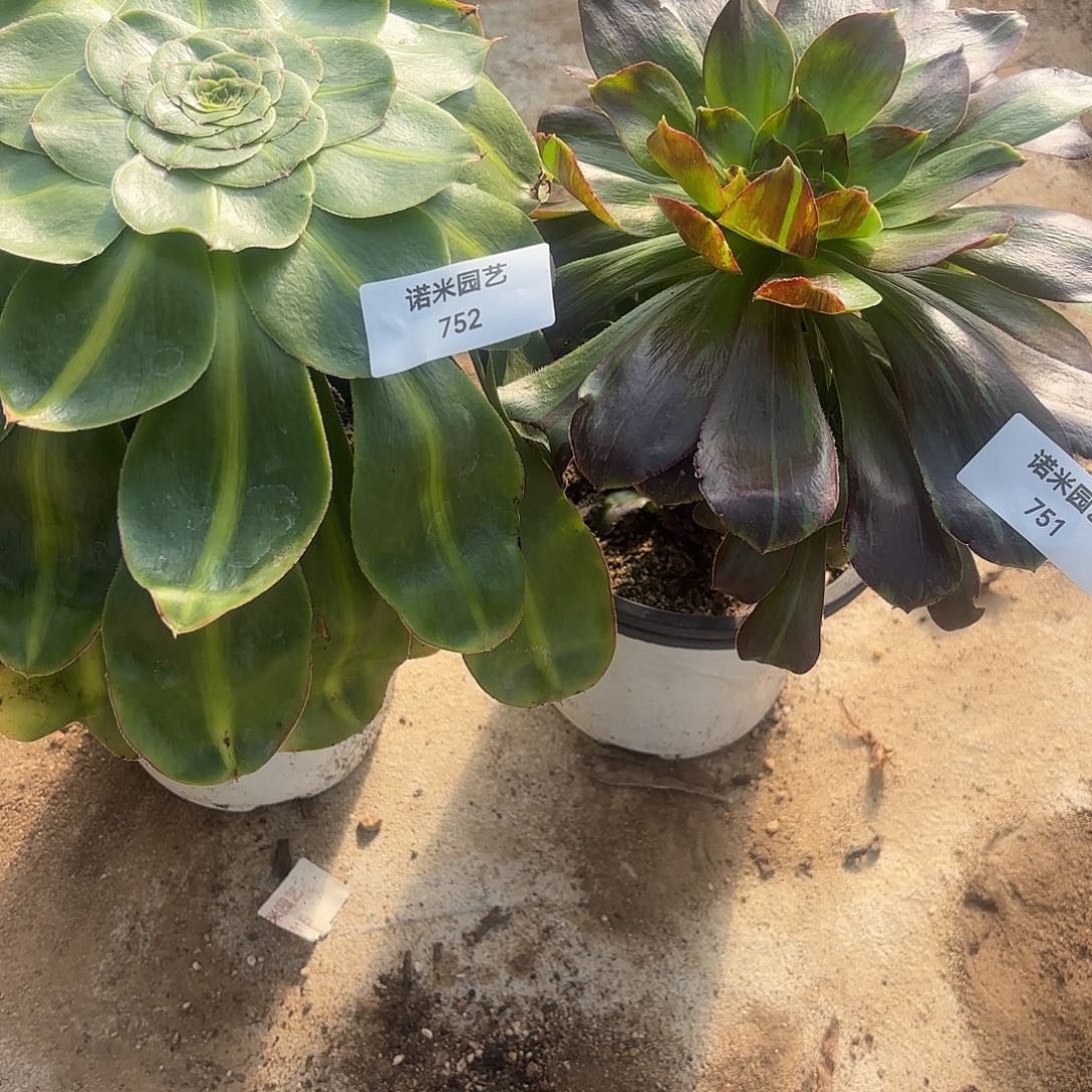 江***姐暴君花瓣路多肉植物751-52