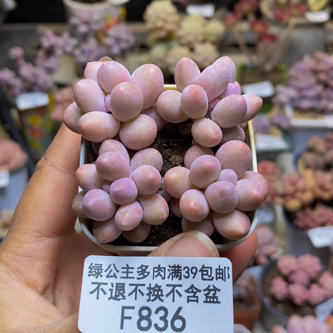 836粉泡泡四颗1.5c m