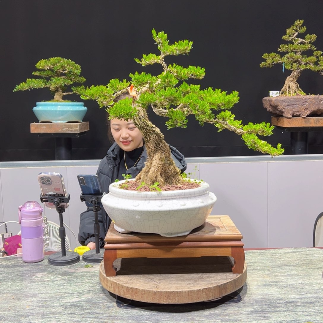 绿植黄杨盆景盆景