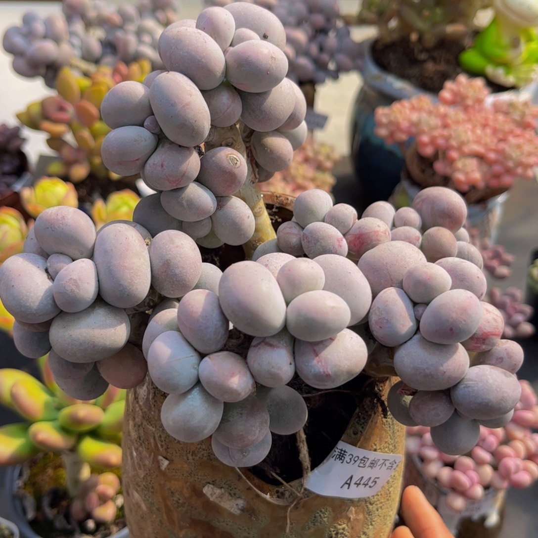 445/16cm芭比奶酪多肉