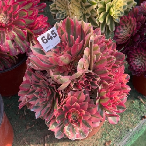 645粉女巫手捧多肉