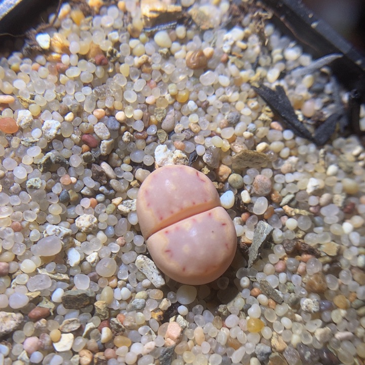 精品生石花27.487