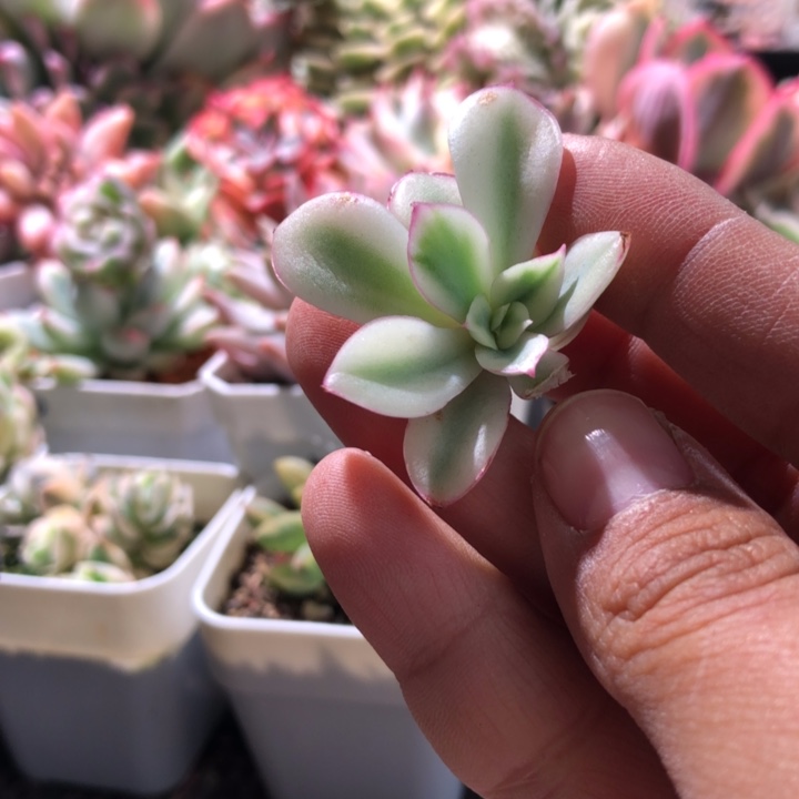 红花女王覆轮锦砍头有根