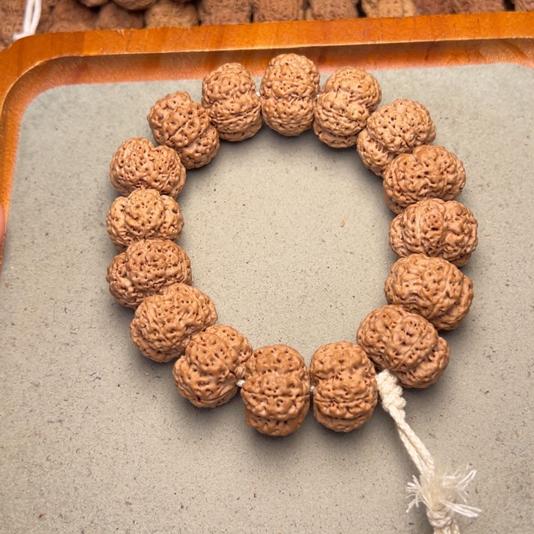 菩提6号金刚菩提矮桩飞碟爆肉梅花23+