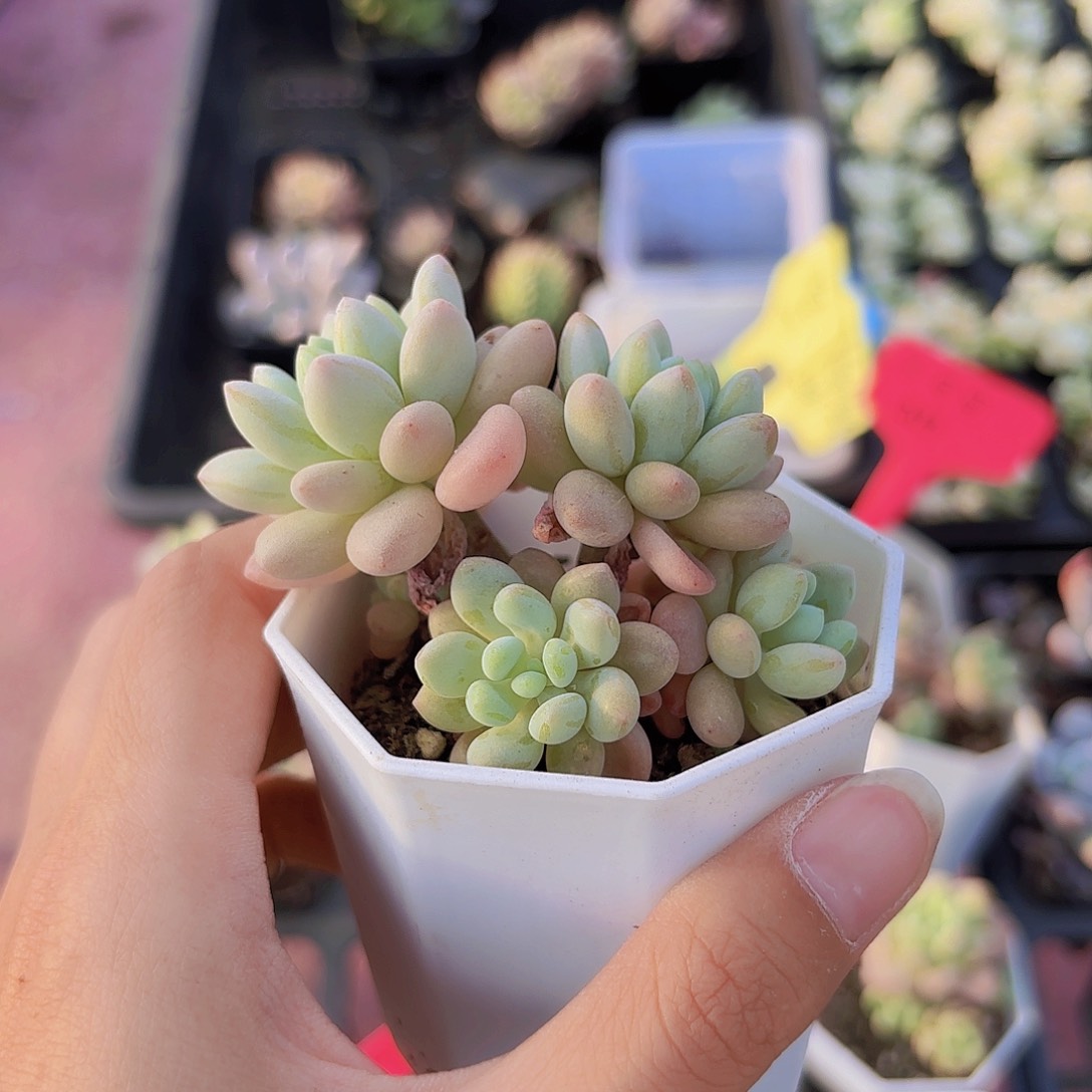 精品洛可可多肉植物