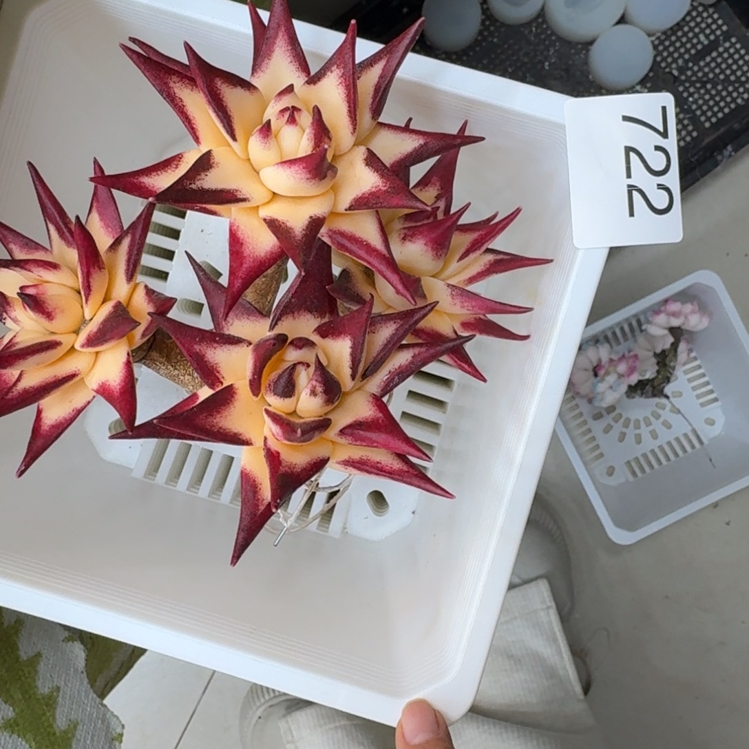 树脂722号哦哦哦哦哦哦哦