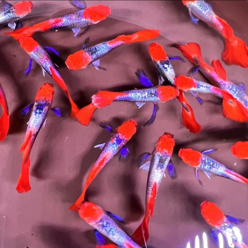 红头白金象耳孔雀鱼小型热带观赏鱼皮实好养