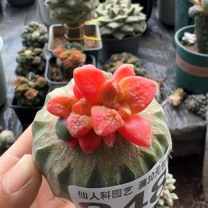 948黑牡丹红锦杂