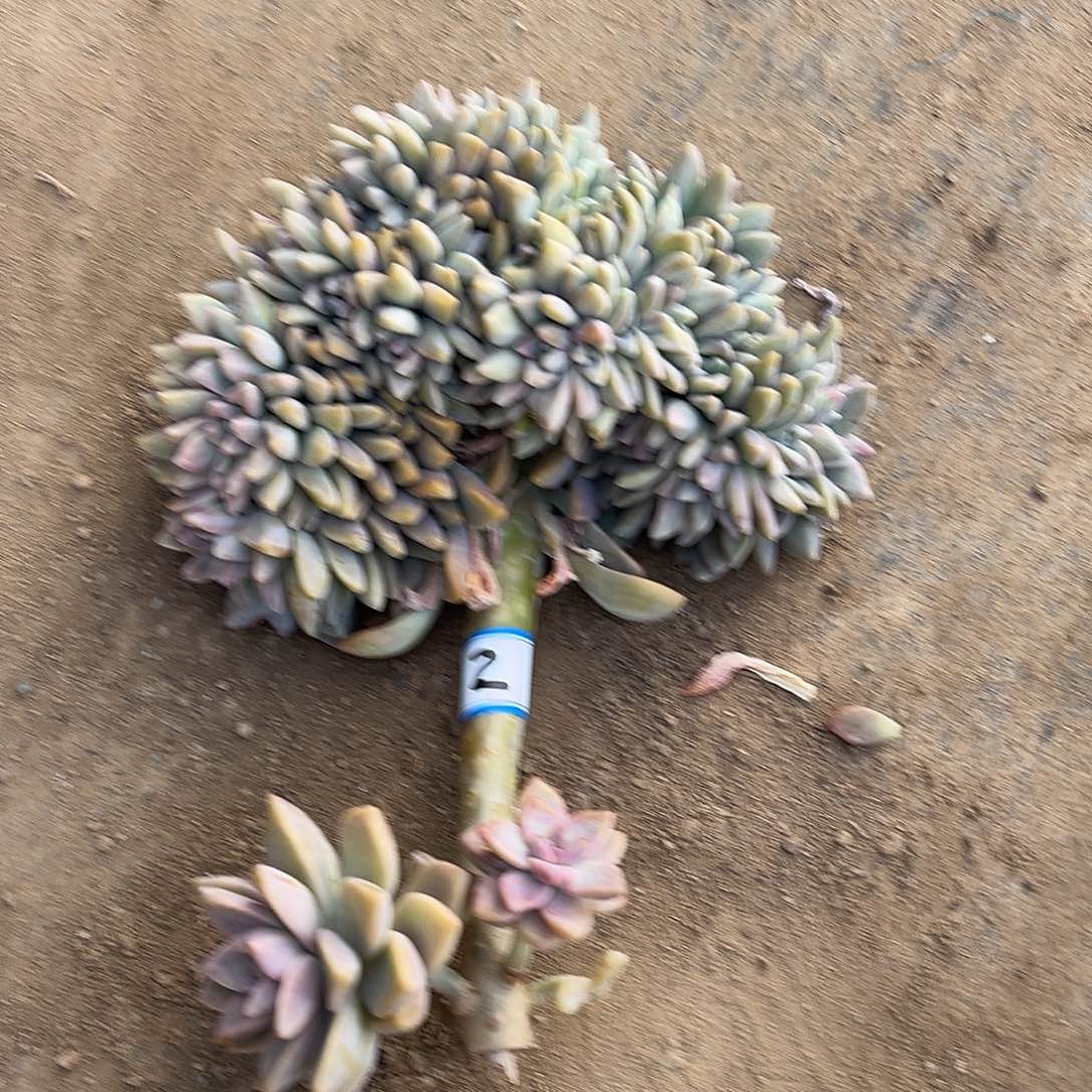 有***味2号淡雪缀化有瑕疵