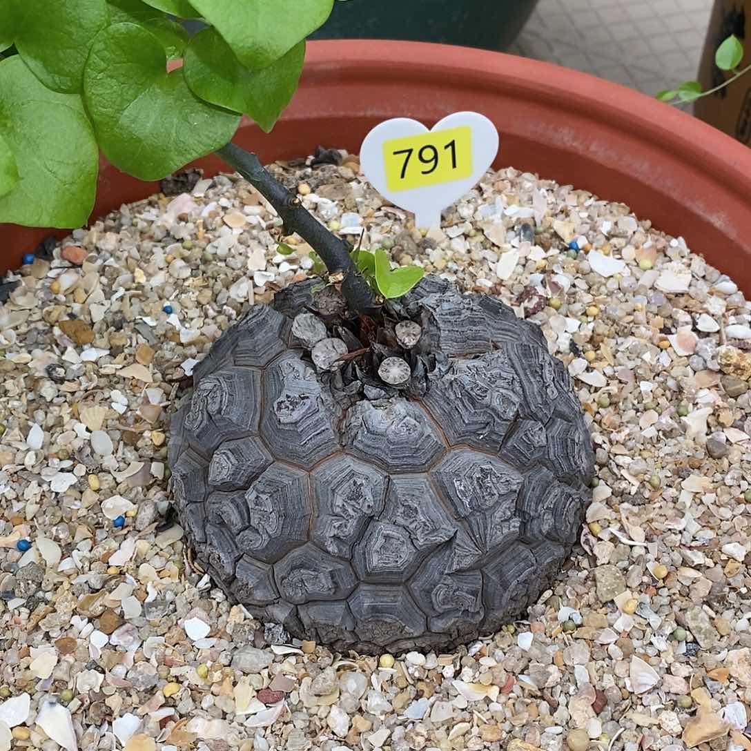 南非龟甲龙龟甲龙