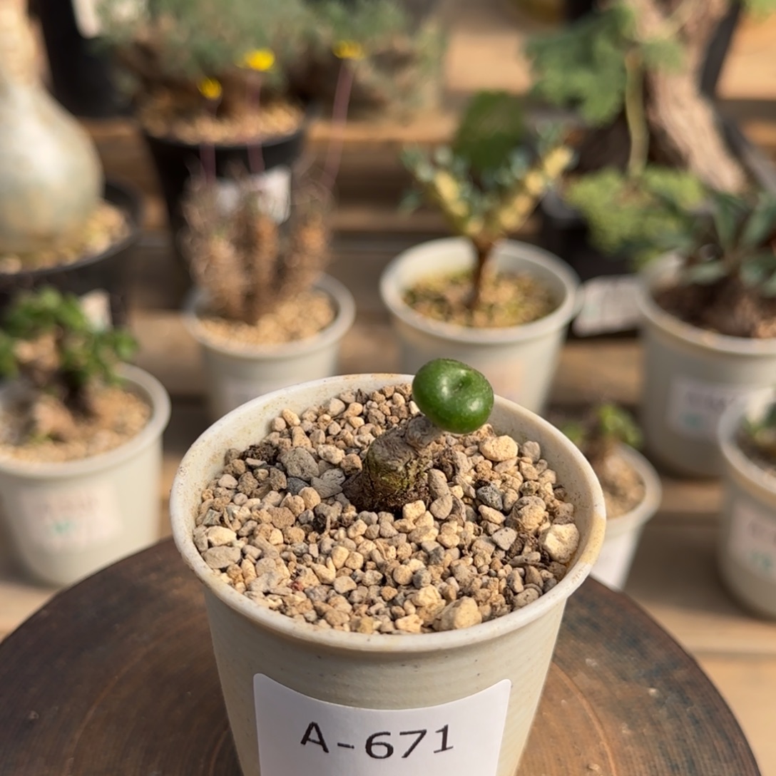 671欧宝奇峰锦块根植物