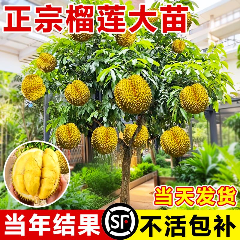榴莲树果苗南北方种植金枕榴莲广西嫁接猫山王矮化盆栽水果大树苗