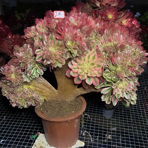 粉女巫老桩缀化50公分20链接