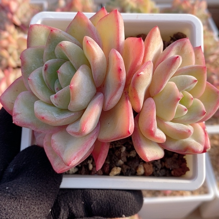 泡芙 韩货精品666