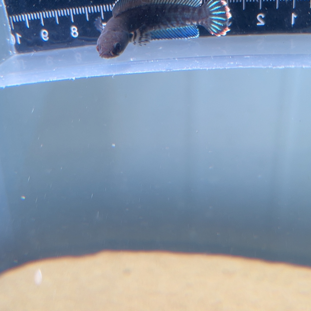 雷龙鱼22221111111111