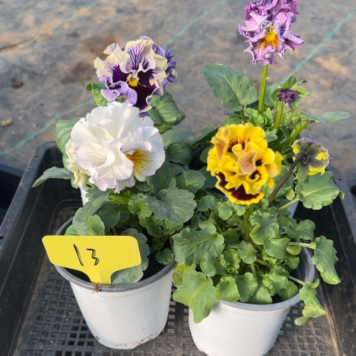 无花朵角瑾13无售后