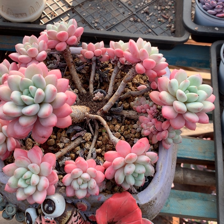 瑃***瑃老桩香水多肉植物两单包邮