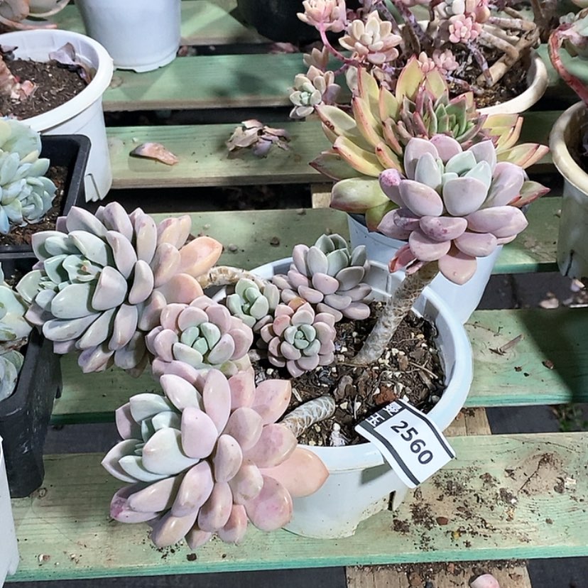 【闪购商品】花斑鹿2560