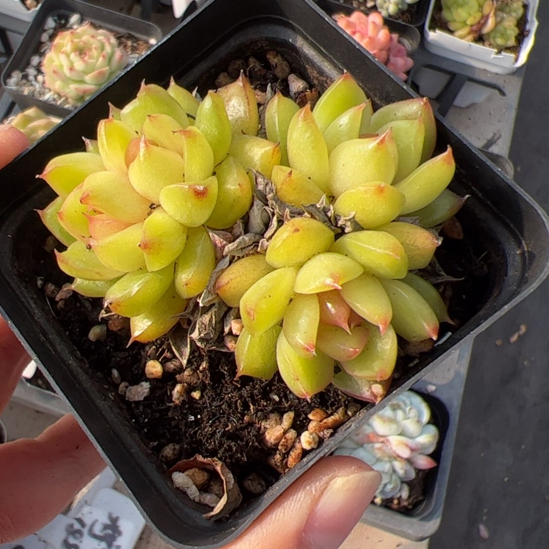 627多肉植物组合盆栽