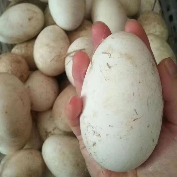 【小张助农】农家散养粮食喂养天然大鹅蛋