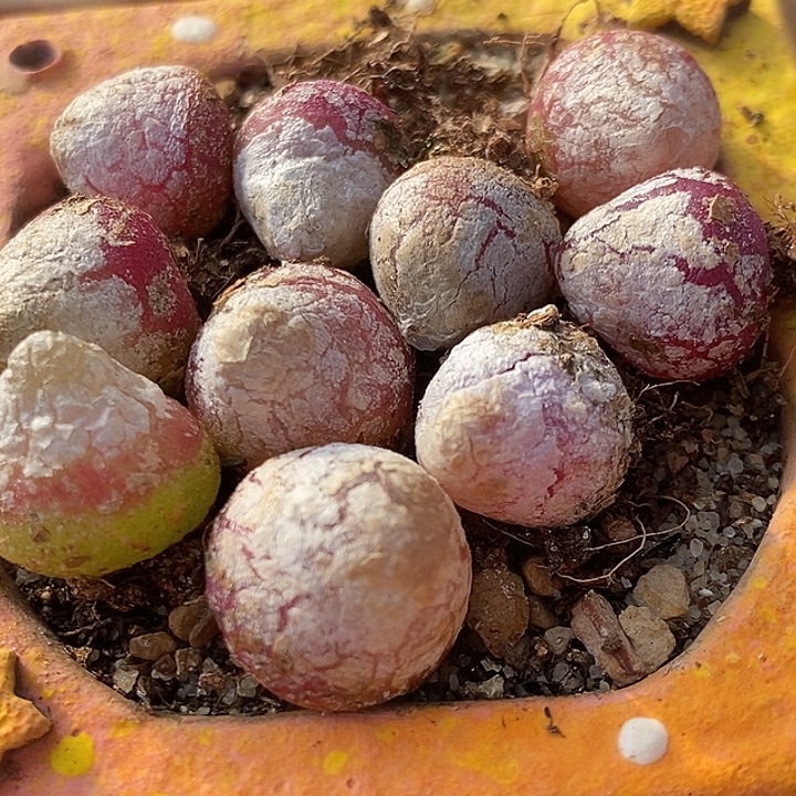 1厘米以上灯泡10颗。   