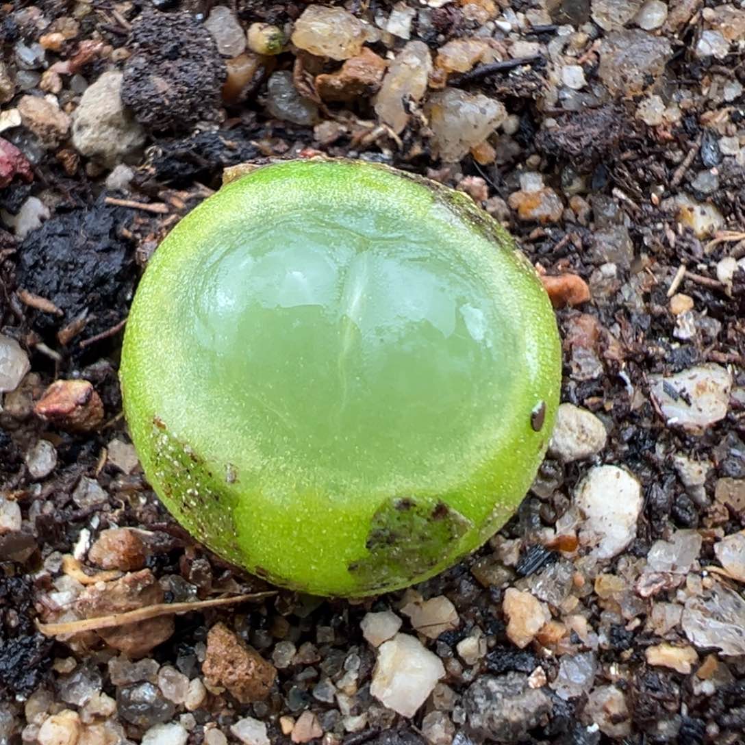 1.26好看的多肉857