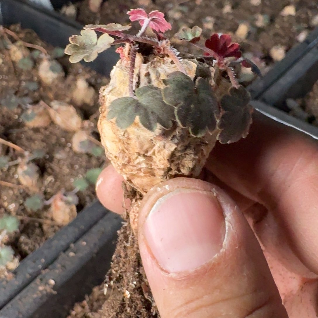 肾叶洋葵一个三头的