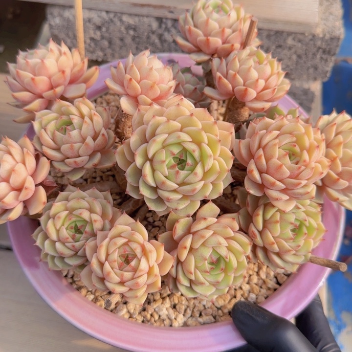 苯巴 一物一拍的多肉植物
