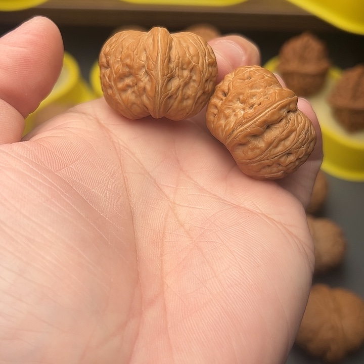 35尺精配矮桩满肉元宝