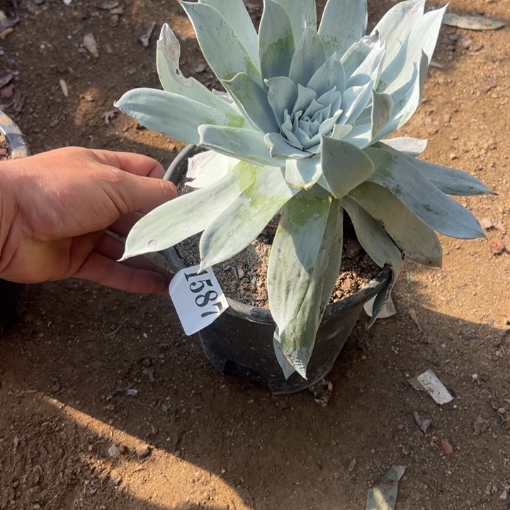 587号雪山多肉植物