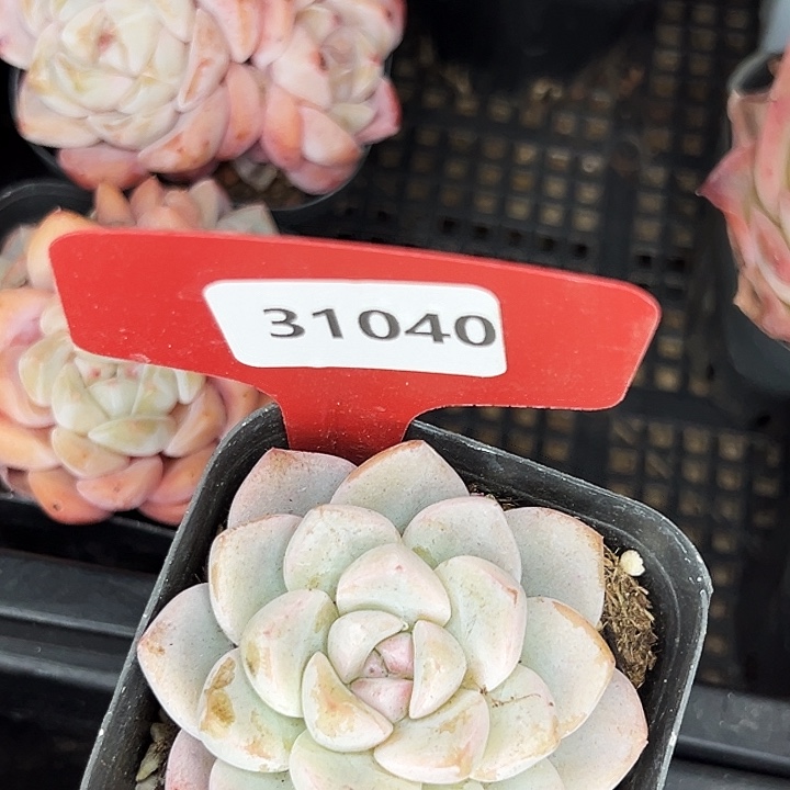 糖心。      31040。    