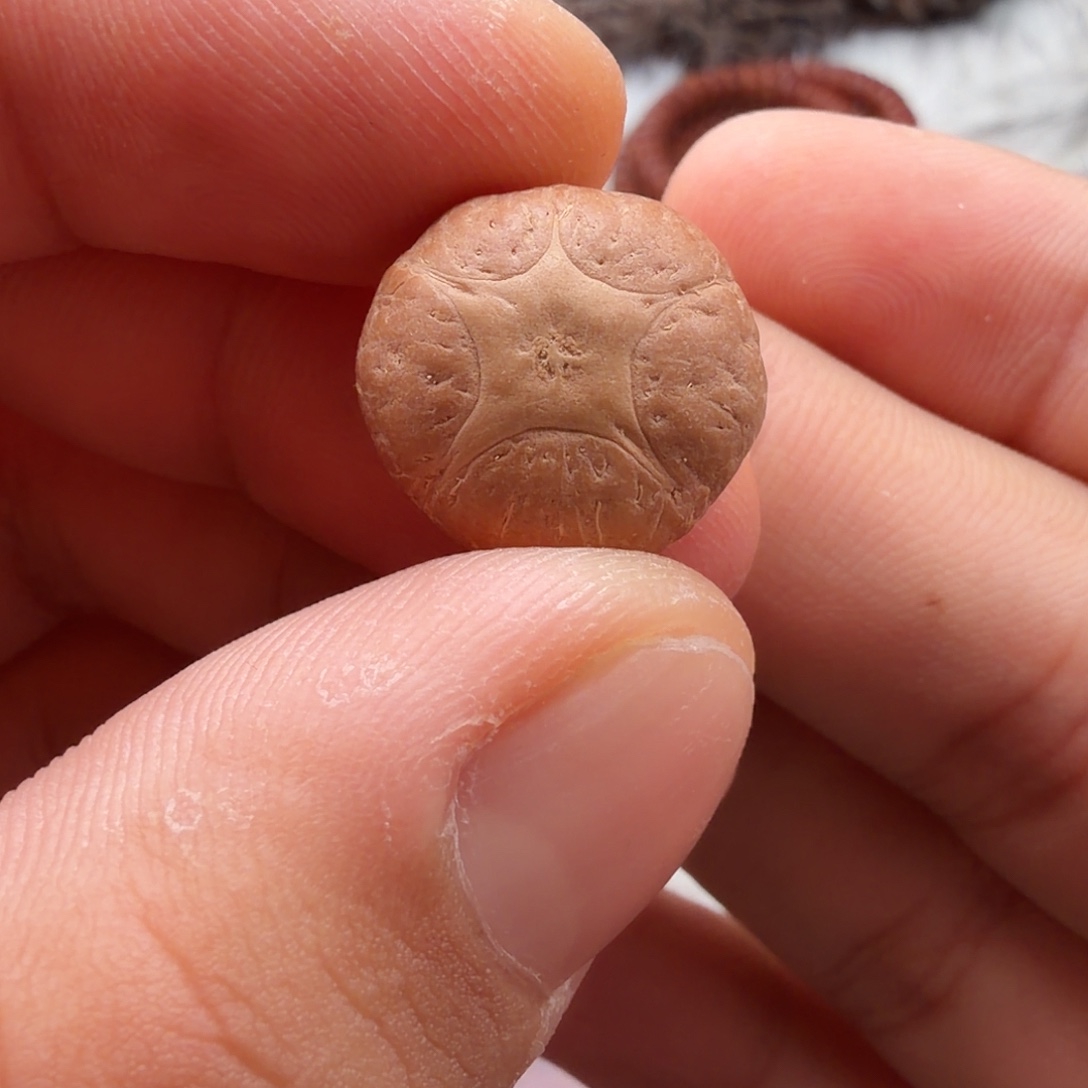 凤眼菩提吊坠五星