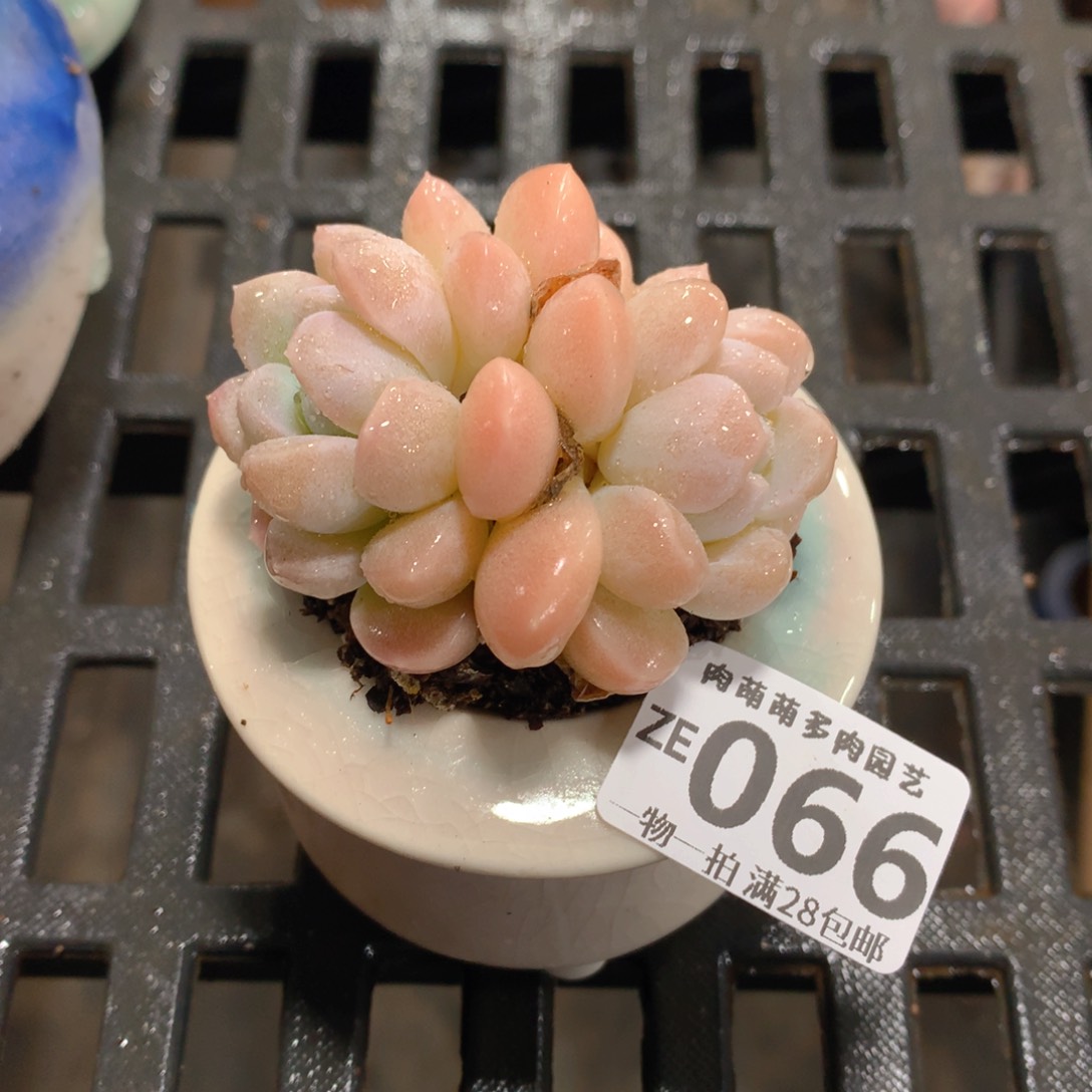 肉萌萌拇指盆精控多肉ZE066