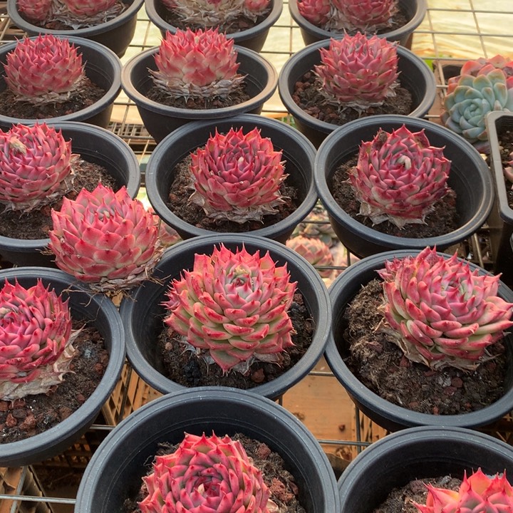 粉透体托斯卡内利多肉植物两单包邮