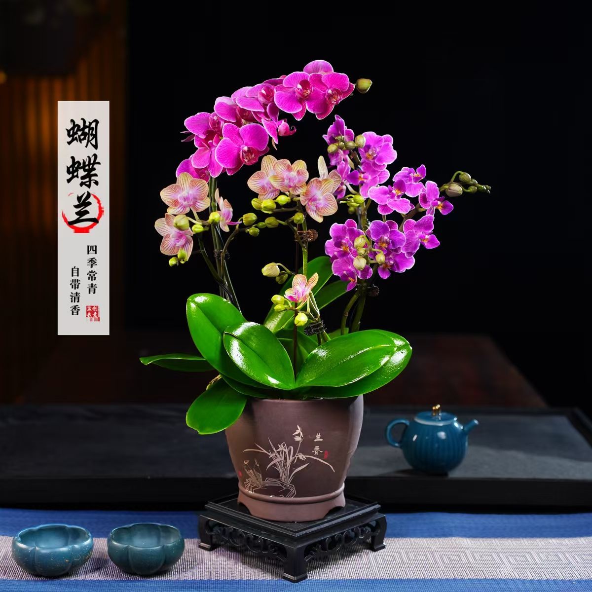 梦叶罗丽小兰静云蝴蝶兰盆栽四季常青花卉茶桌面净化空气绿植