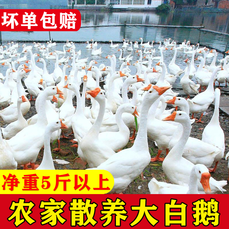 散养大白鹅现杀先发农家鹅肉5斤以上青年大鹅