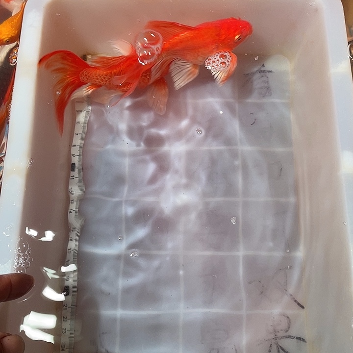 蝴蝶鲤鱼渔场直发37