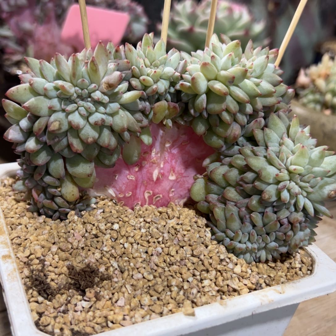 多肉植物一物一拍