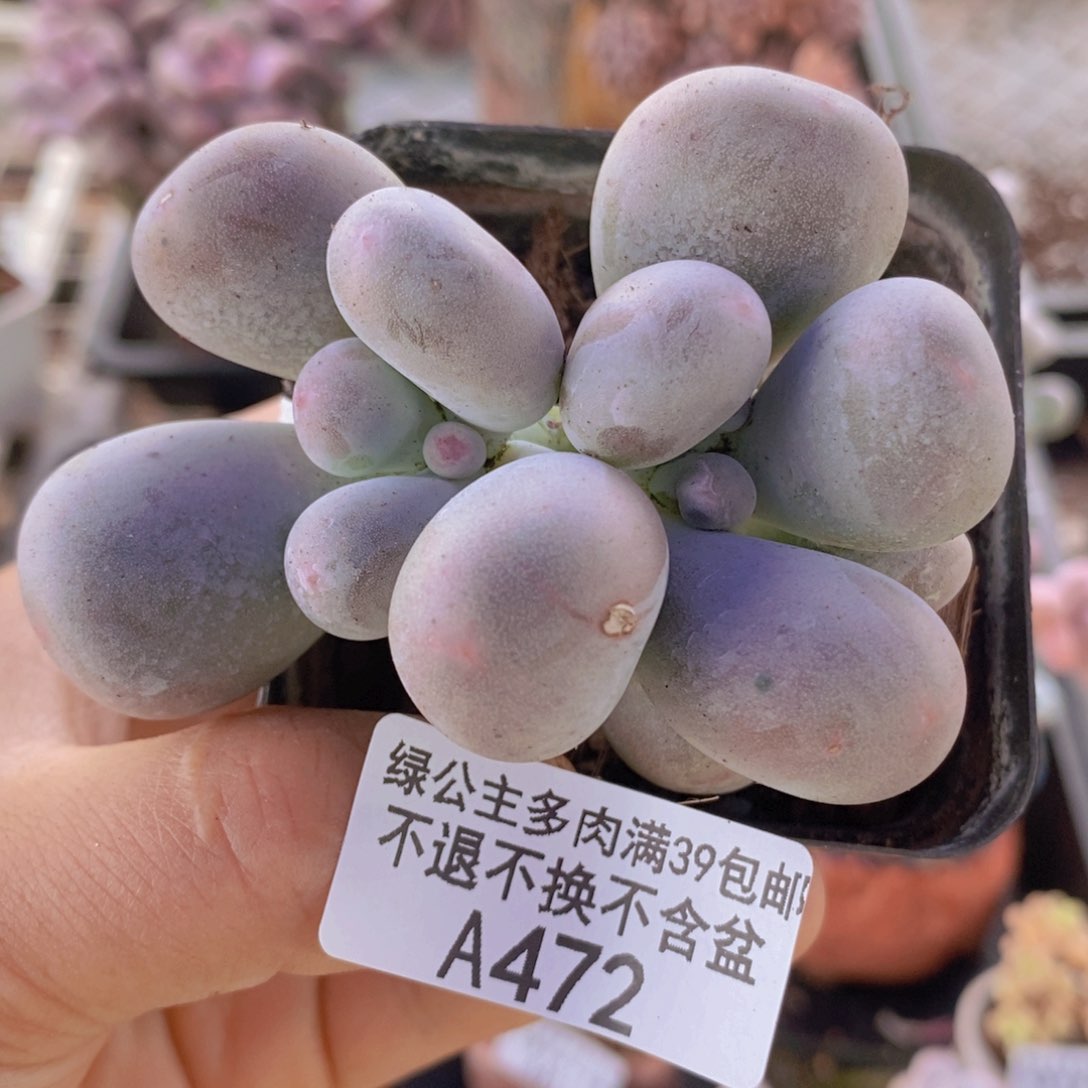 米可奶7cm472多肉植物