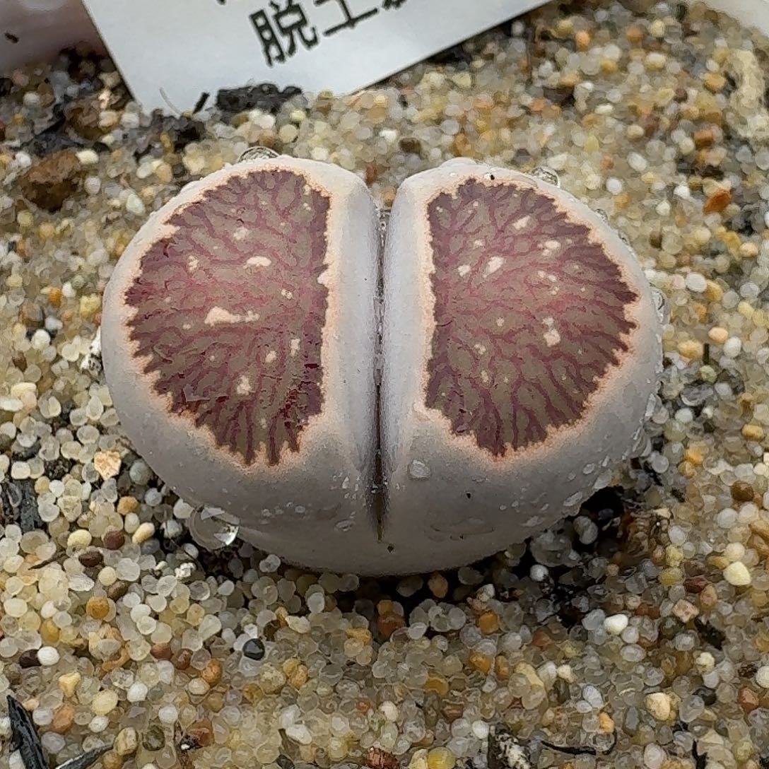 849多肉哈哈哈哈哈哈哈