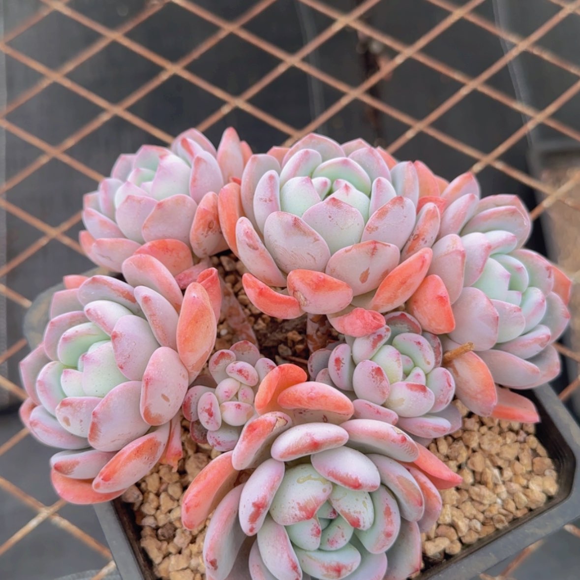 【闪购商品】五头曼曼雪49.9