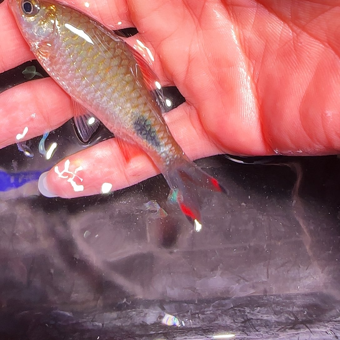 海水鱼彩虹杂181818